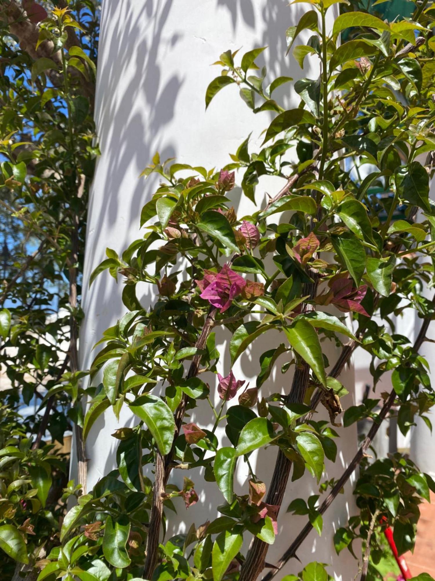 B&B La Ciammurrella Anacapri  Exterior photo